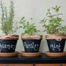 Herb Garden for Health