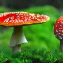 First aid for mushroom poisoning