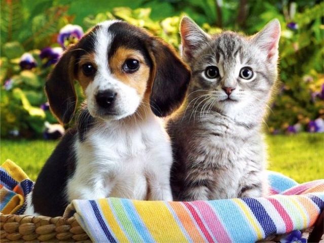 Dog and cat