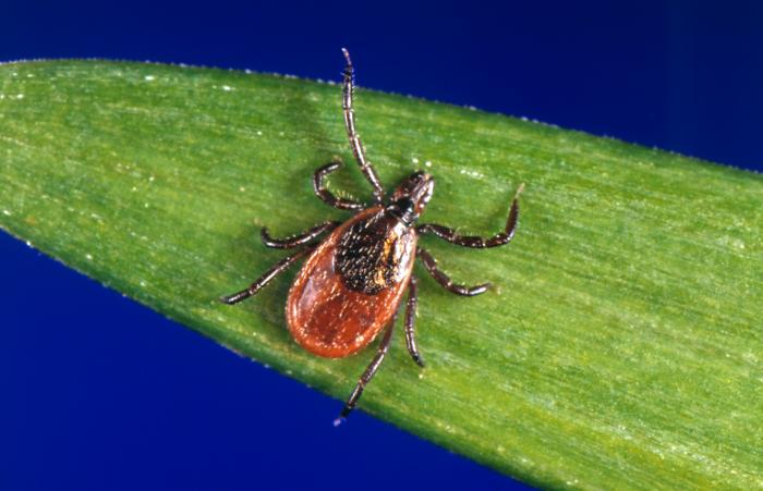 Lyme disease