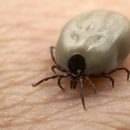TBE – What ticks have to do with