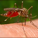 What helps against mosquito bites?