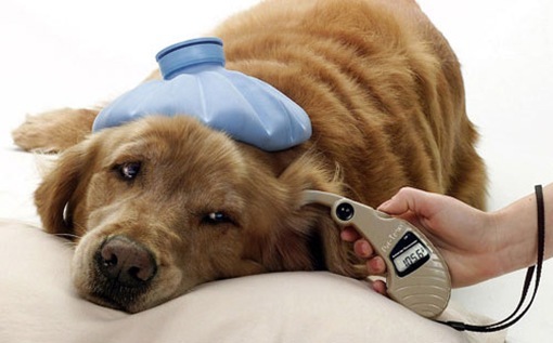 Diabetes in dogs