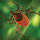 The order of an effective treatment of Lyme disease
