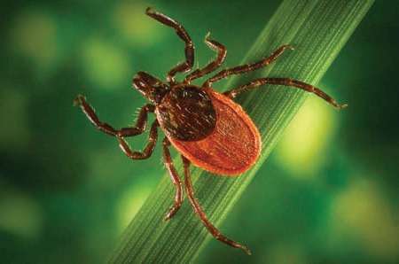 Lyme Disease