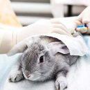 Are there alternatives to animal testing?