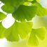 Does ginkgo helps in dementia?