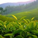 Does green tea can help against cancer?