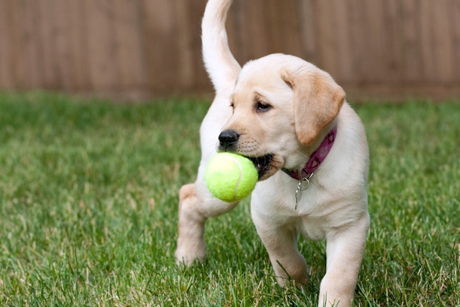  Ticks in dogs