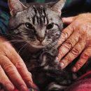 Caring for senior cats